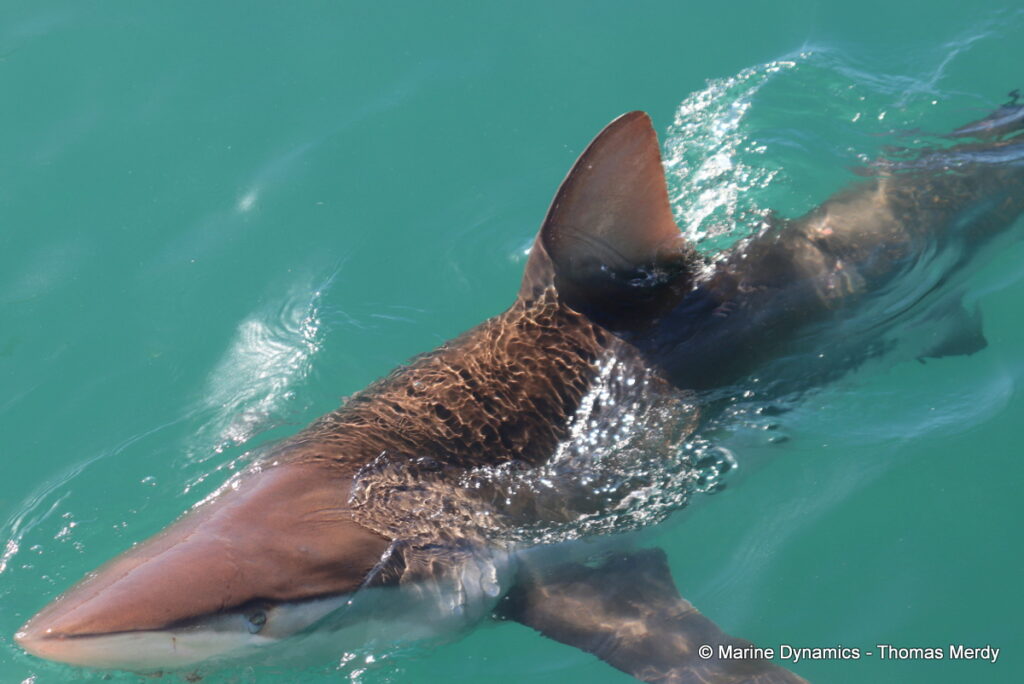 Shark cage diving, Gansbaai, South Africa