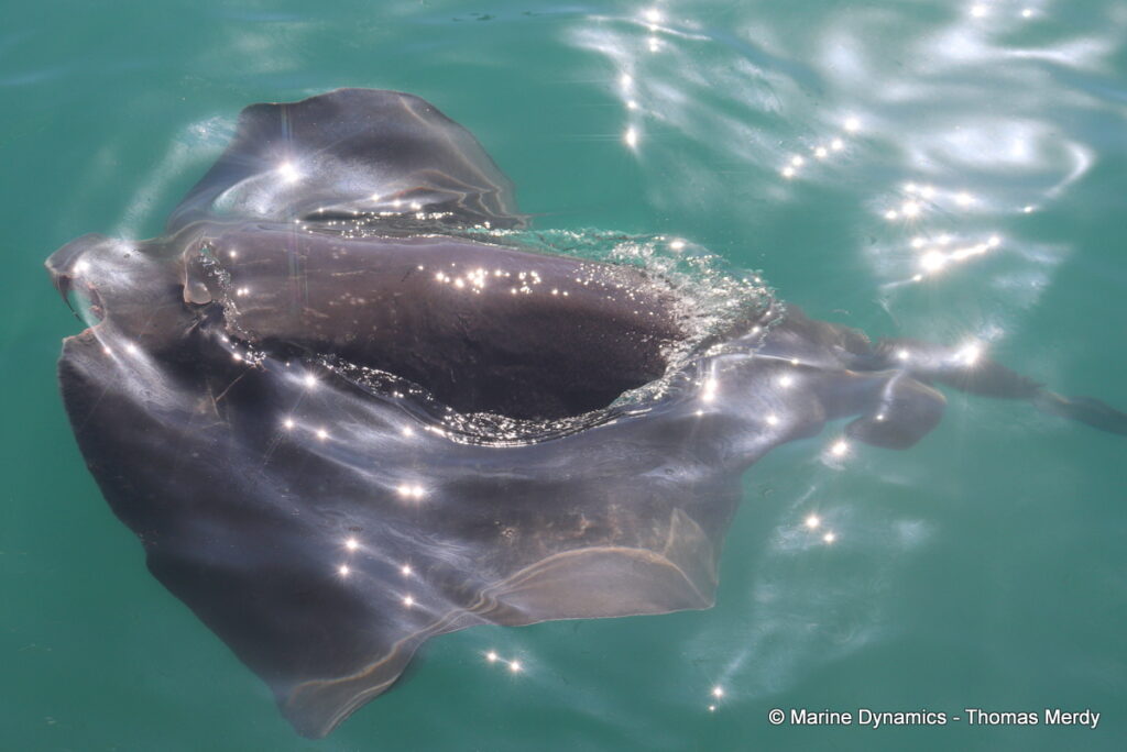 Shark cage diving, Gansbaai, South Africa