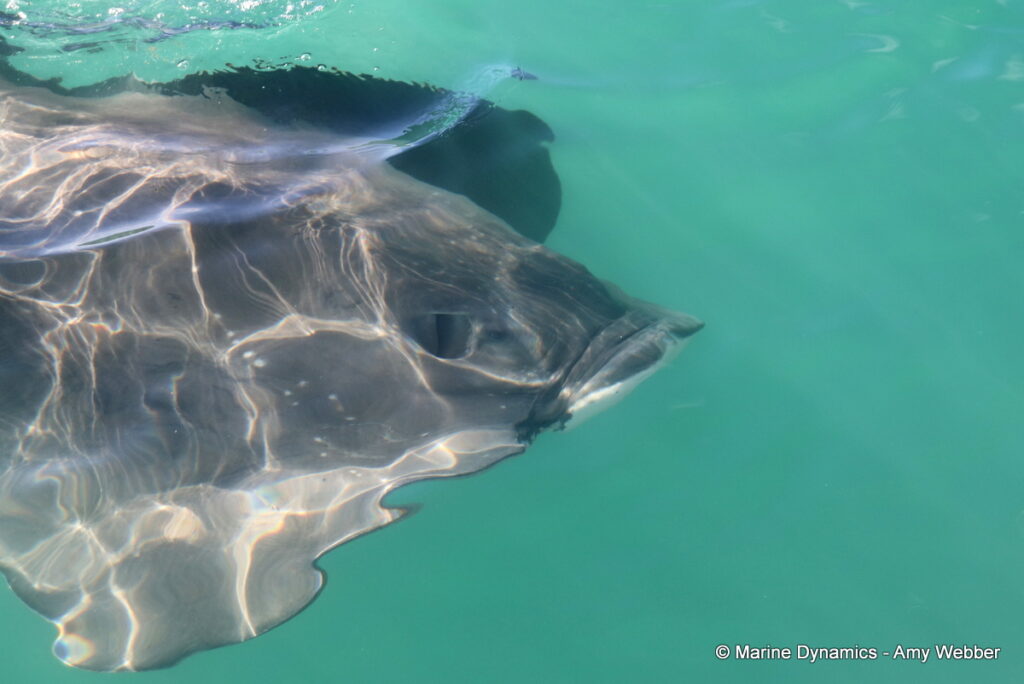 Shark cage diving, Gansbaai, South Africa