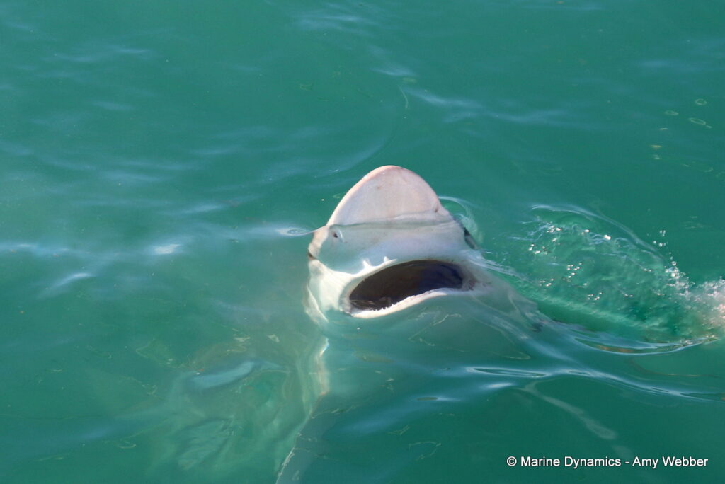 Shark cage diving, Gansbaai, South Africa