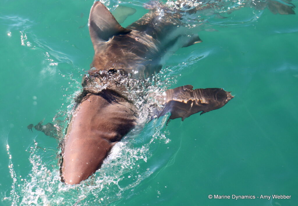 Shark cage diving, Gansbaai, South Africa