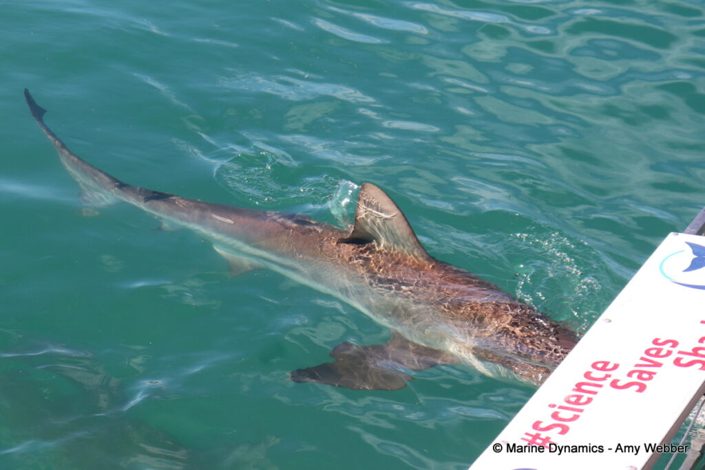 Shark cage diving, Gansbaai, South Africa