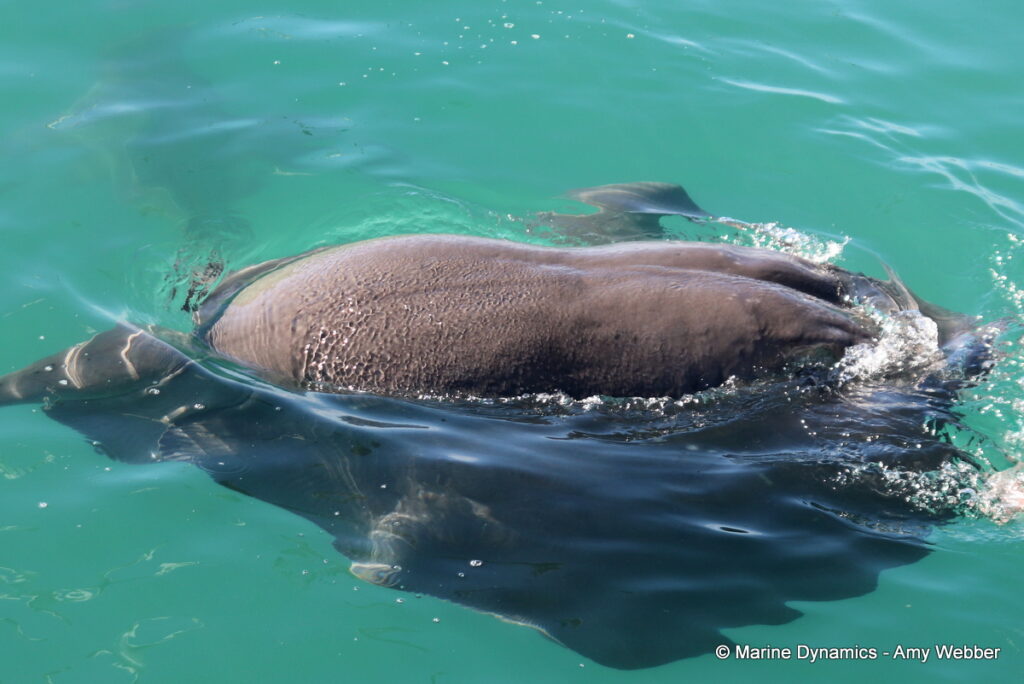 Shark cage diving, Gansbaai, South Africa