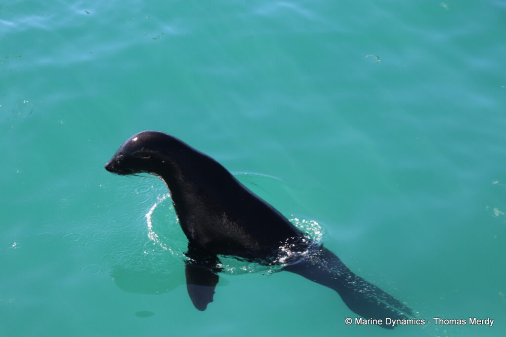 Shark cage diving, South Africa, Gansbaai