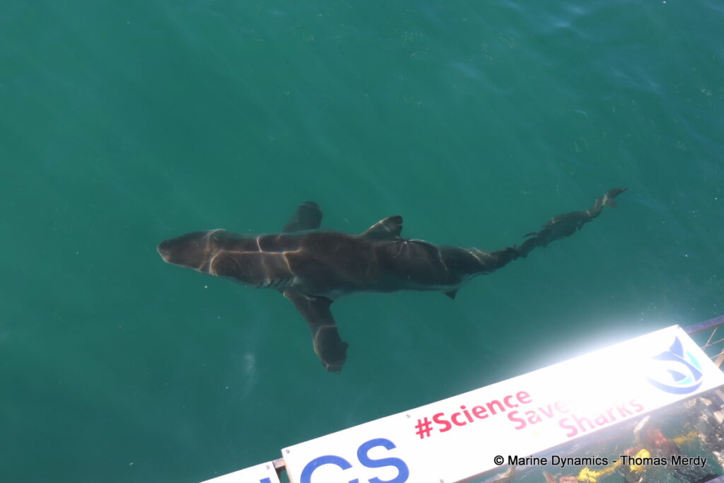 Shark cage diving, South Africa, Gansbaai