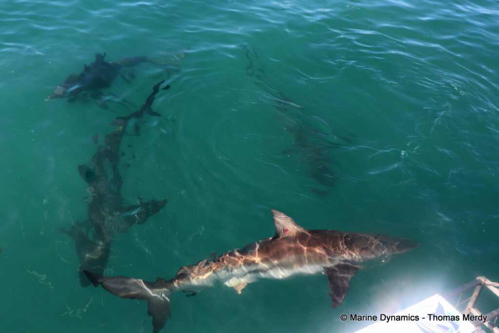 Shark cage diving, South Africa, Gansbaai