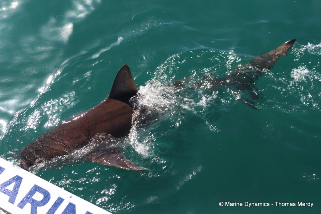 Shark cage diving, South Africa, Gansbaai