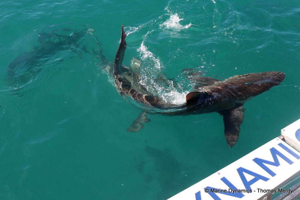 Shark cage diving, South Africa, Gansbaai