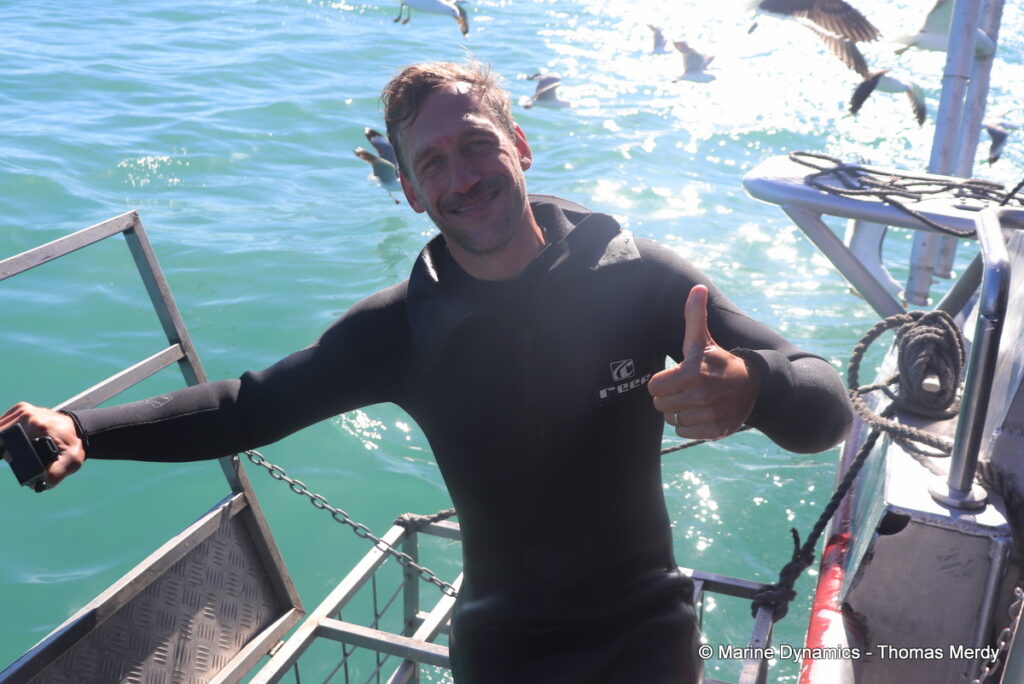 Shark cage diving, South Africa, Gansbaai