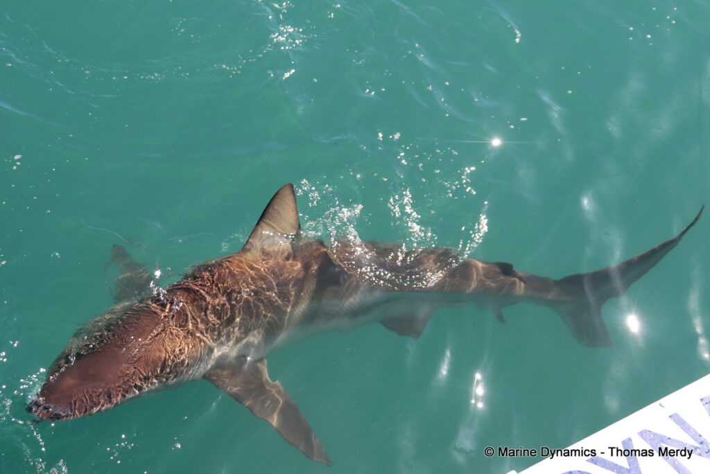 Shark cage diving, South Africa, Gansbaai
