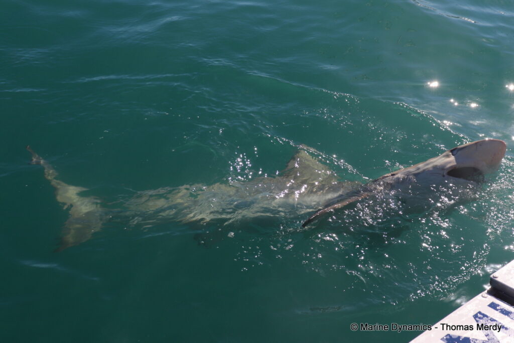 Shark cage diving, South Africa, Gansbaai