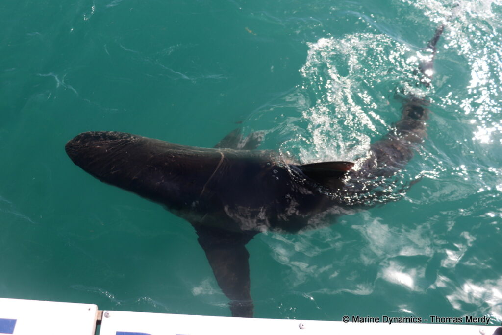 Shark cage diving, South Africa, Gansbaai