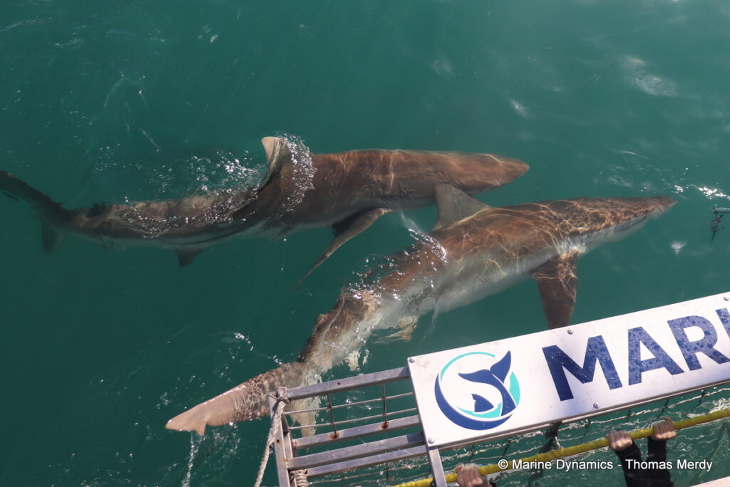 Shark cage diving, South Africa, Gansbaai