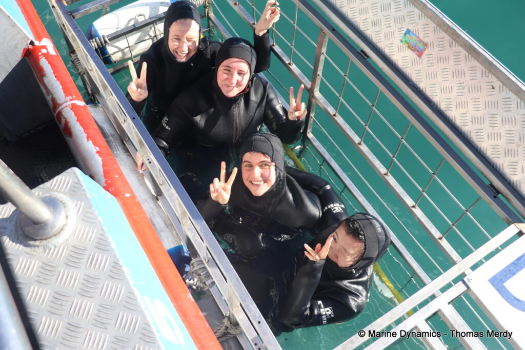 Shark cage diving, South Africa, Gansbaai