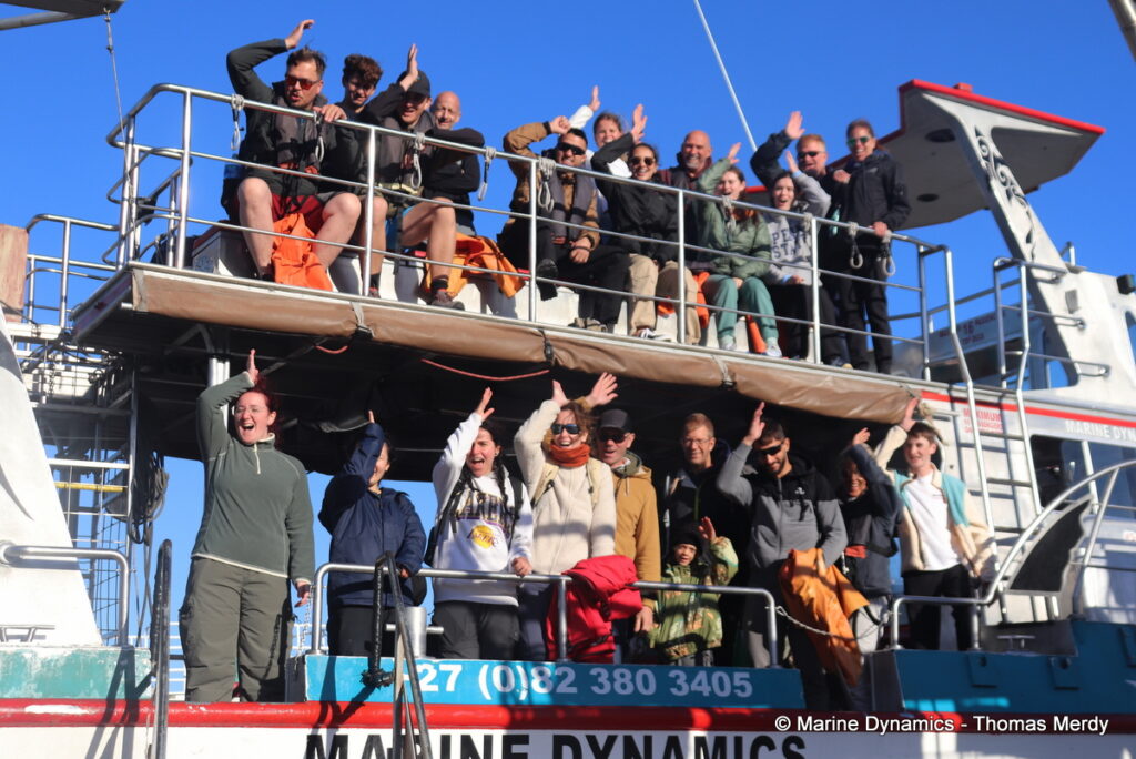Shark cage diving, South Africa, Gansbaai