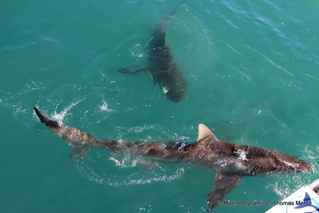 Shark cage diving, South Africa, Gansbaai