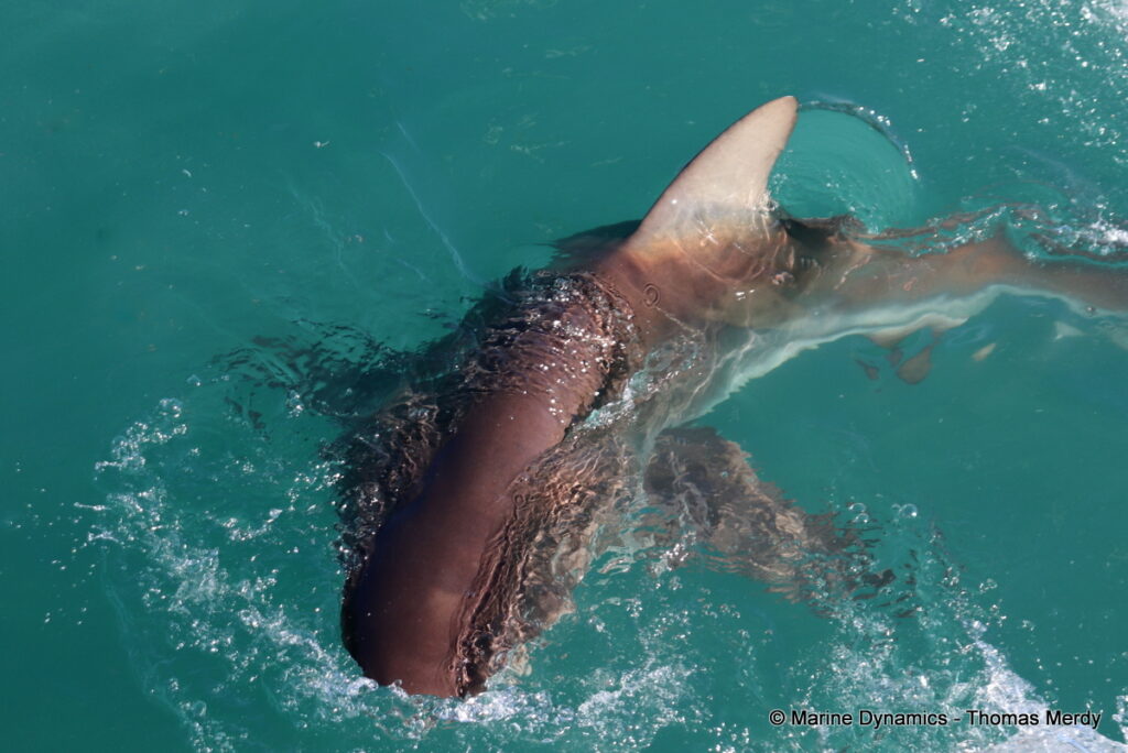 Shark cage diving, South Africa, Gansbaai