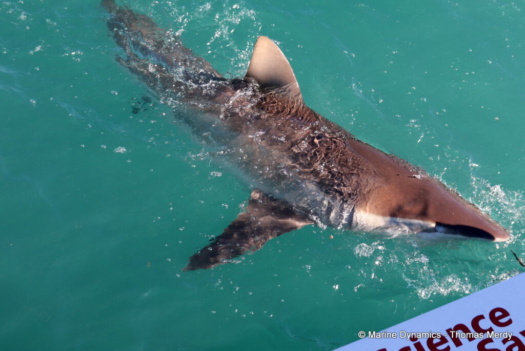 Shark cage diving, South Africa, Gansbaai