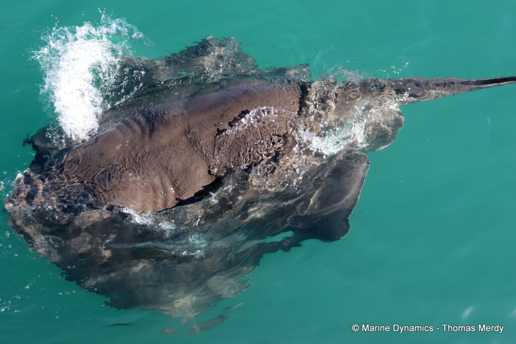 Shark cage diving, South Africa, Gansbaai