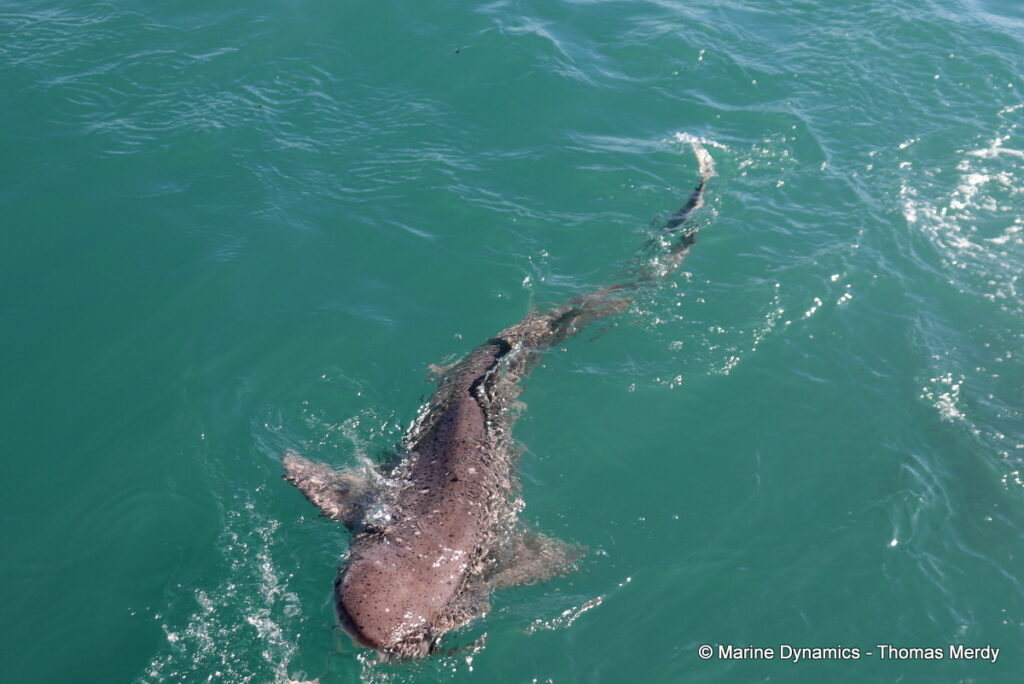 Shark cage diving, South Africa, Gansbaai