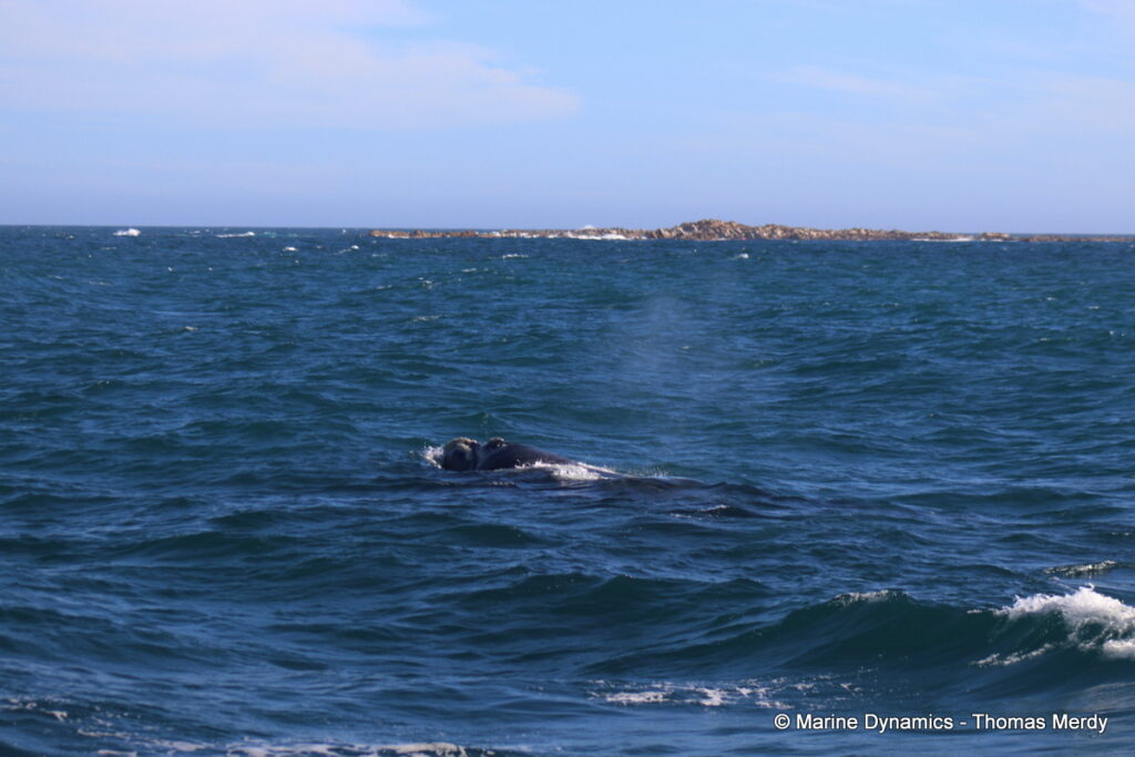Shark cage diving, South Africa, Gansbaai