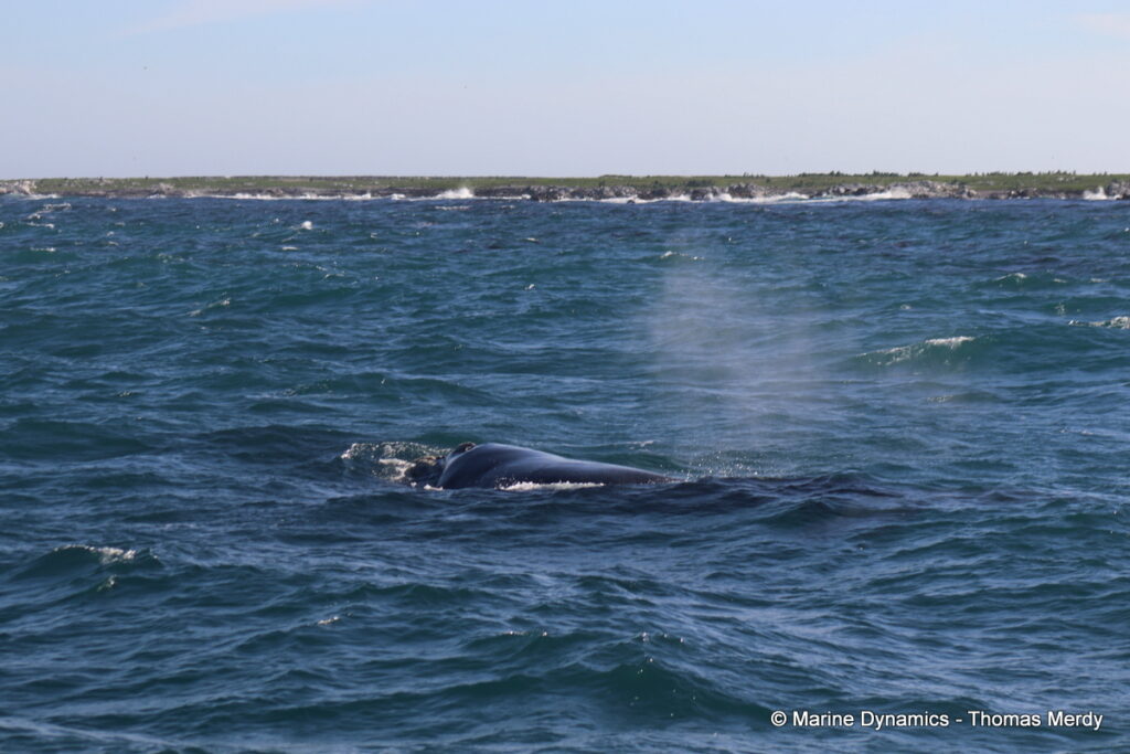 Shark cage diving, South Africa, Gansbaai