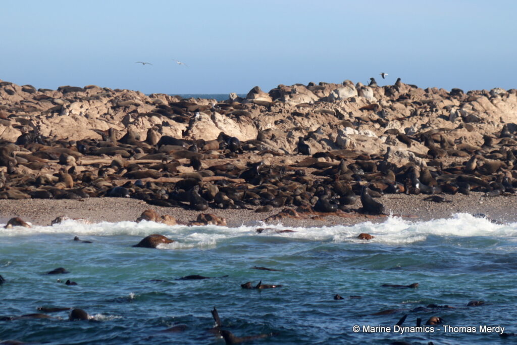 Shark cage diving, South Africa, Gansbaai