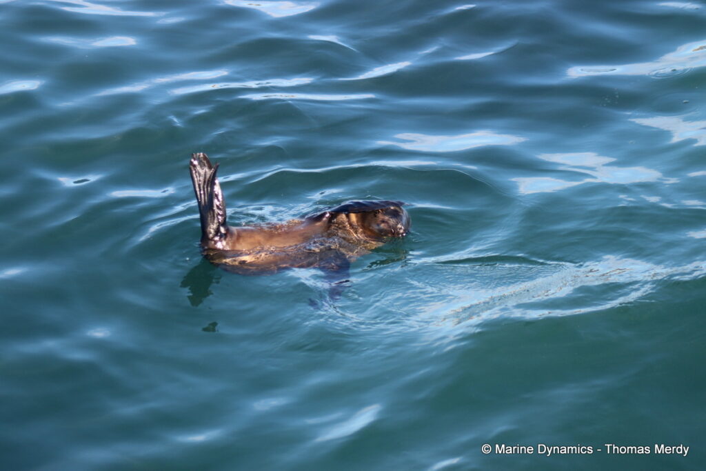 Shark cage diving, South Africa, Gansbaai