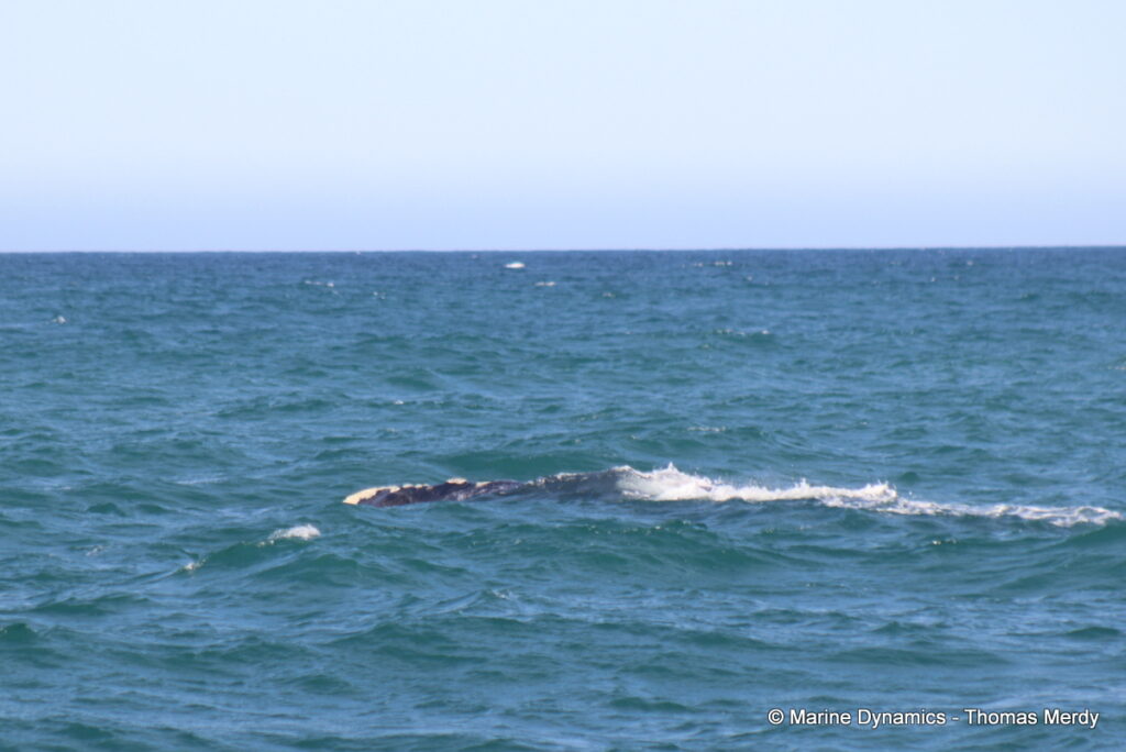 Shark cage diving, South Africa, Gansbaai