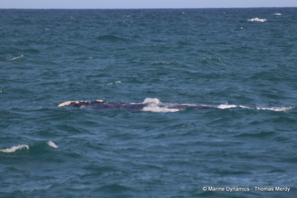 Shark cage diving, South Africa, Gansbaai