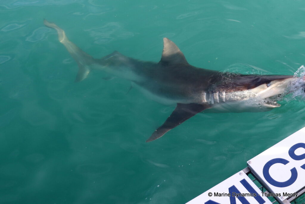 Shark cage diving, South Africa, Gansbaai