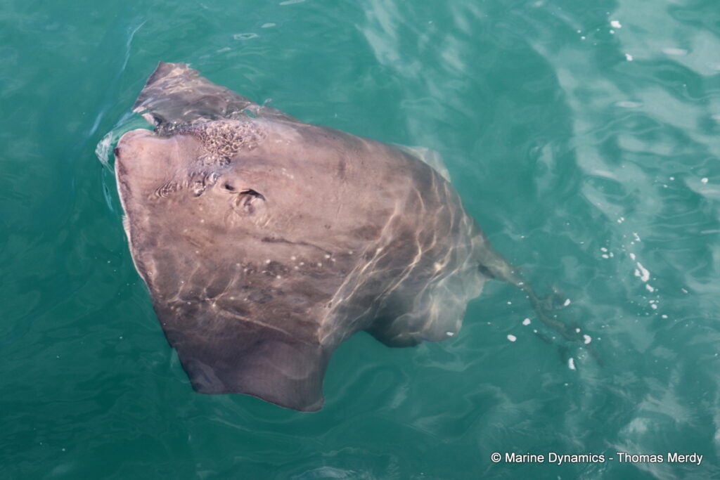 Shark cage diving, South Africa, Gansbaai