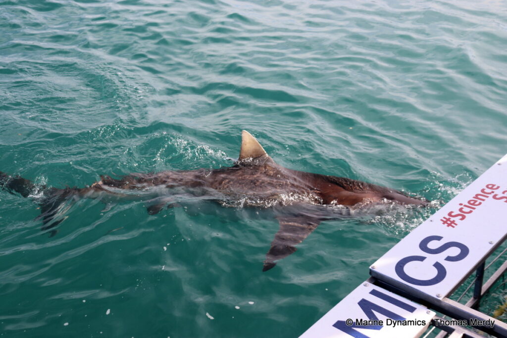 Shark cage diving, South Africa, Gansbaai