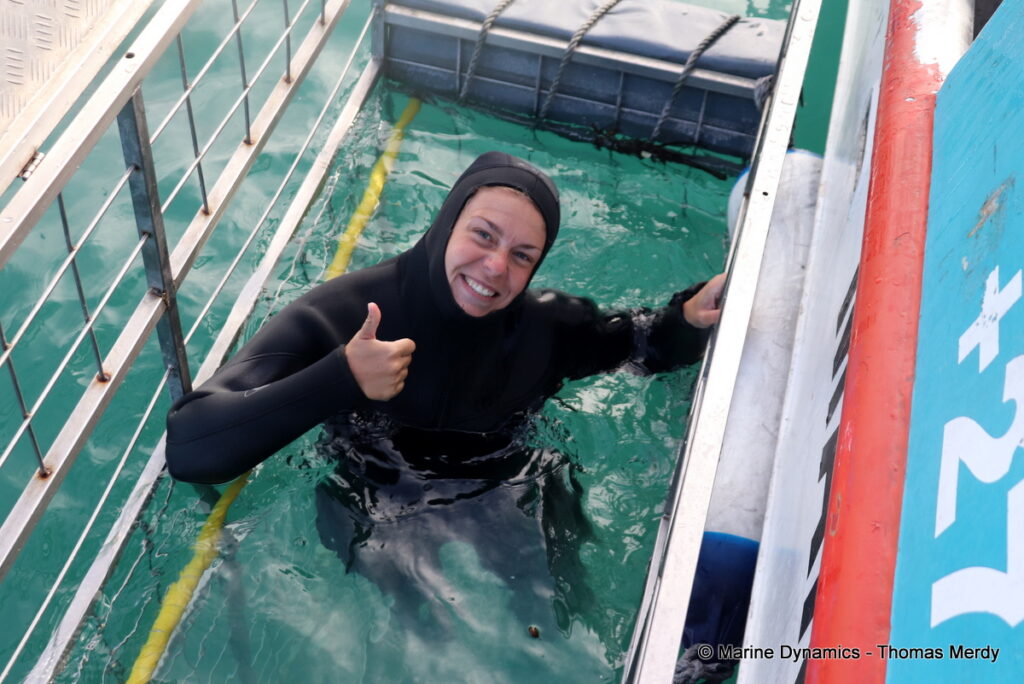 Shark cage diving, South Africa, Gansbaai