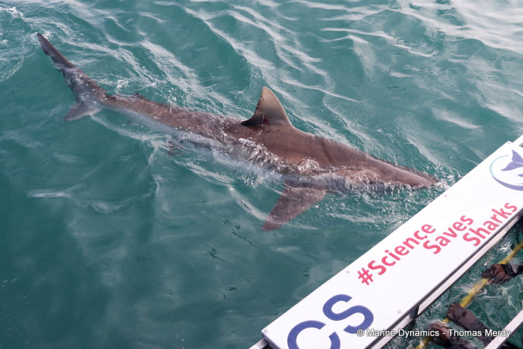 Shark cage diving, South Africa, Gansbaai