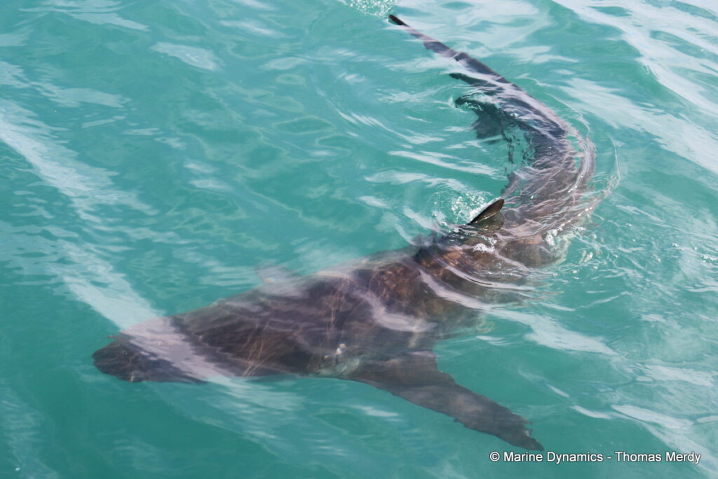 Shark cage diving, South Africa, Gansbaai
