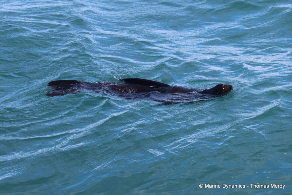 Shark cage diving, South Africa, Gansbaai