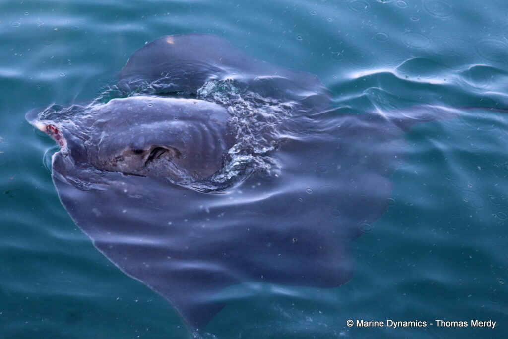 Shark cage diving, South Africa, Gansbaai