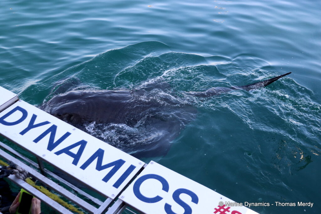 Shark cage diving, South Africa, Gansbaai