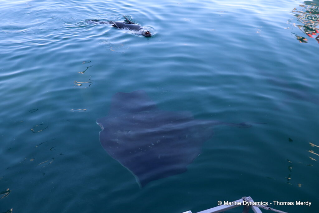 Shark cage diving, South Africa, Gansbaai