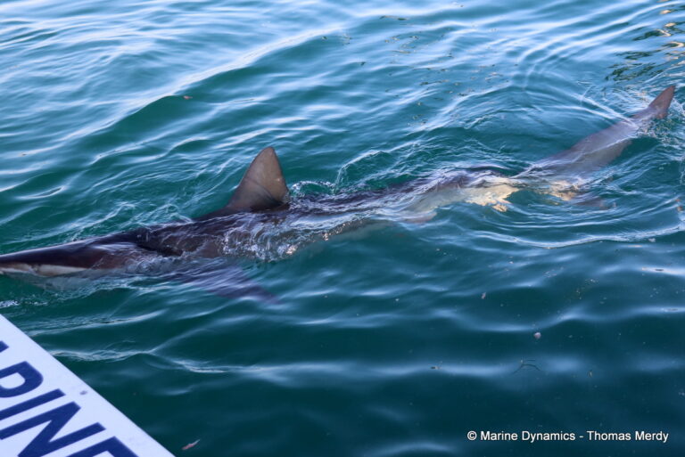 Shark cage diving, South Africa, Gansbaai