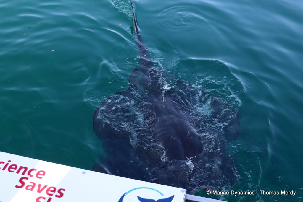 Shark cage diving, South Africa, Gansbaai