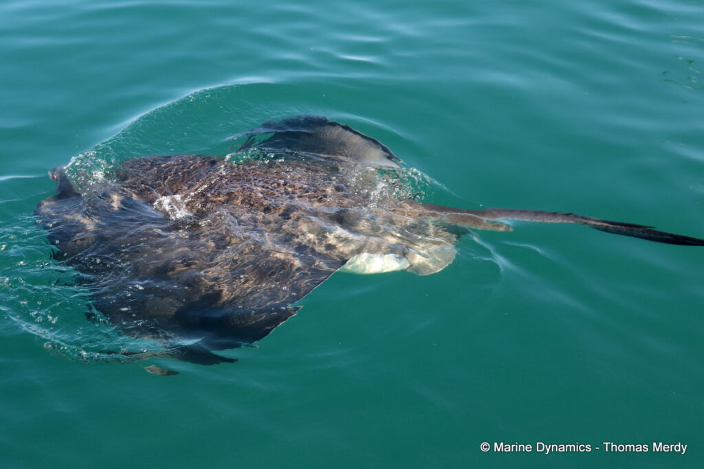 Shark cage diving, South Africa, Gansbaai