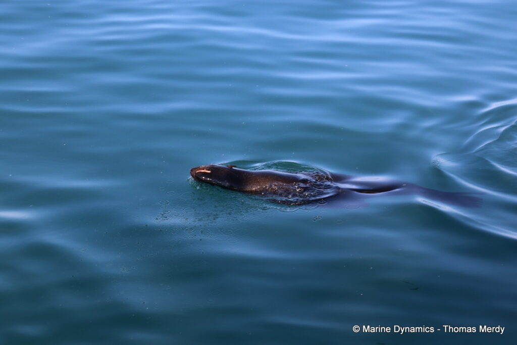 Shark cage diving, South Africa, Gansbaai
