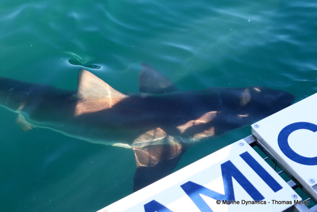 Shark cage diving, South Africa, Gansbaai