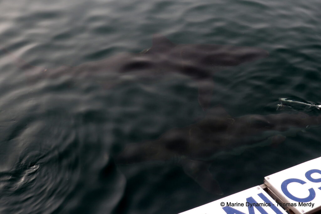 Shark cage diving, South Africa, Gansbaai