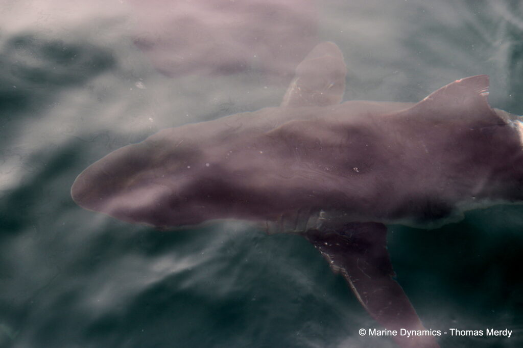 Shark cage diving, South Africa, Gansbaai