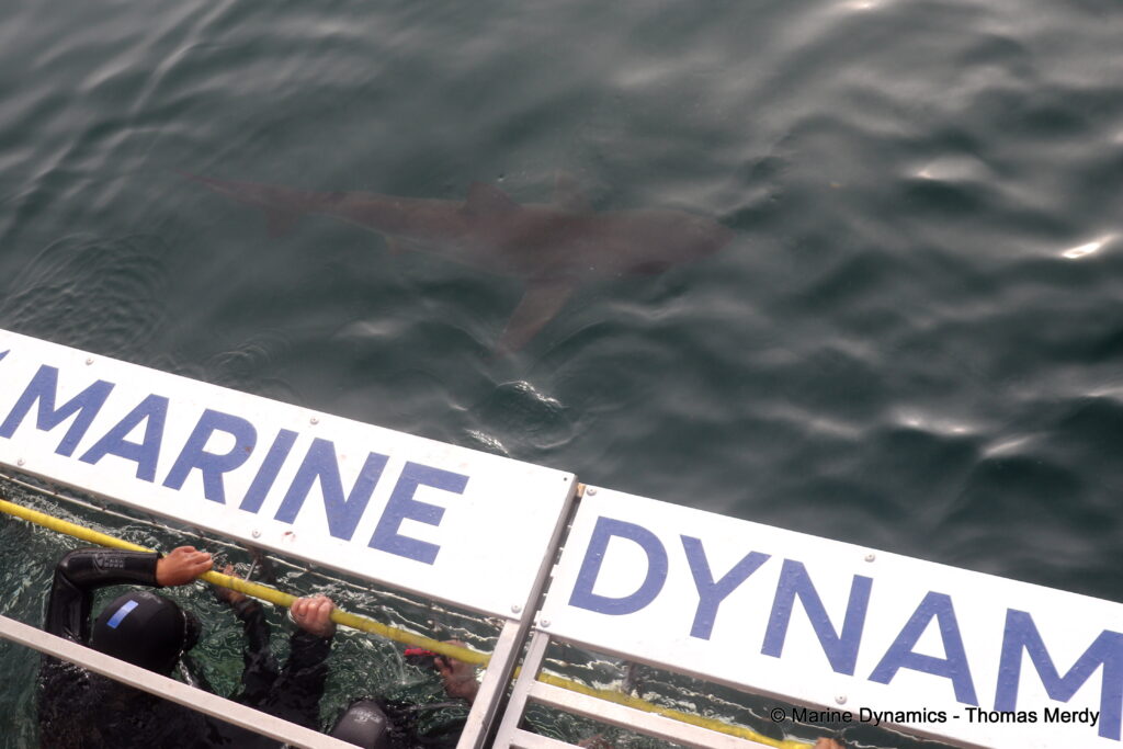 Shark cage diving, South Africa, Gansbaai