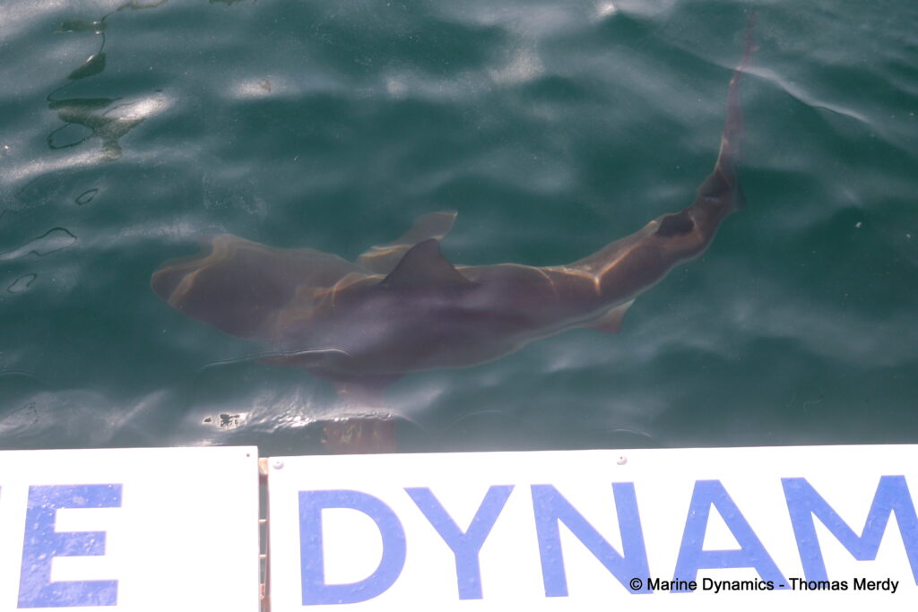 Shark cage diving, South Africa, Gansbaai