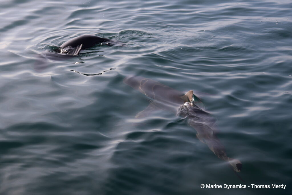 Shark cage diving, South Africa, Gansbaai